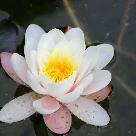 Antun Mozara Family House Bed & Breakfast Slano