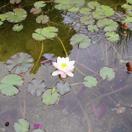 Couette-café Antun Mozara Family House Slano