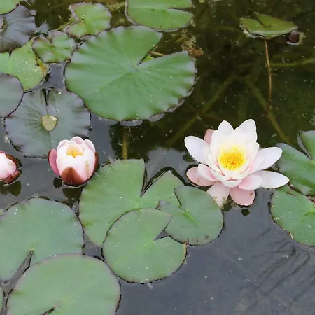 Antun Mozara Family House Couette-café