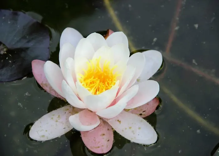 Antun Mozara Family House Bed & Breakfast Slano